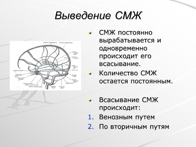 Выведение СМЖ СМЖ постоянно вырабатывается и одновременно происходит его всасывание. Количество СМЖ остается постоянным.